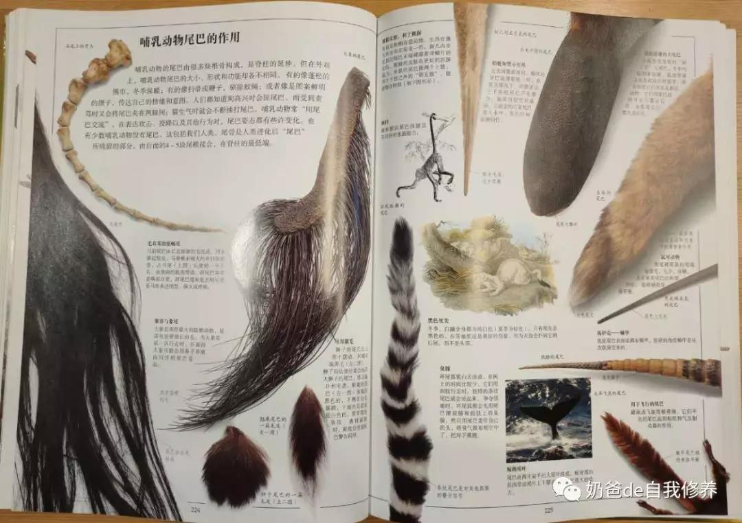 关于动物有趣的书小学生,关于动物好看的书有哪些