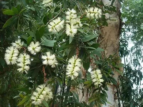 海南珍贵树木有哪些图片,海南花草树木名称大全