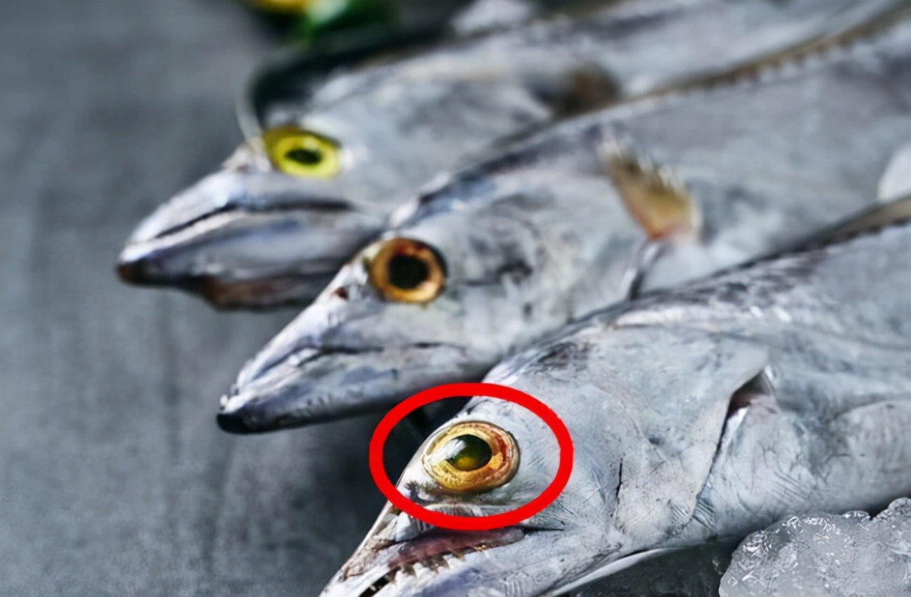 买带鱼黄眼睛和黑眼睛哪个好,买带鱼黄眼睛的好还是黑眼睛的好