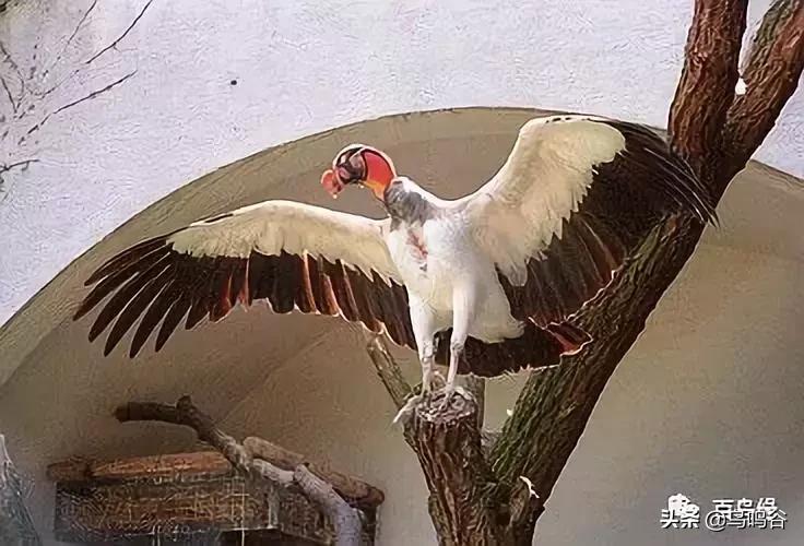 各国国鸟国宝有哪些,各国国鸟大小排名