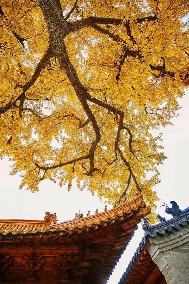 枫叶的美文,枫叶散文