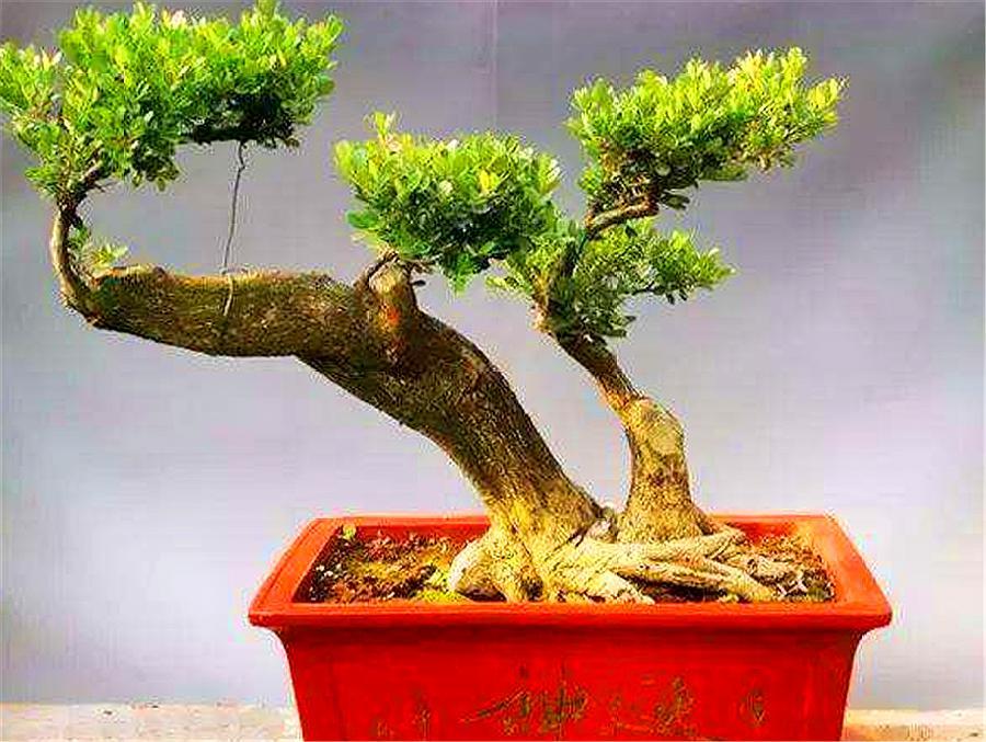 黄杨出现烂根后停止浇水会恢复吗,黄杨盆景如何提根增粗