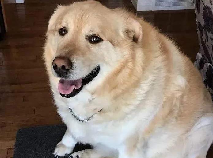 养金毛犬要注意什么,饲养金毛犬有哪些注意事项