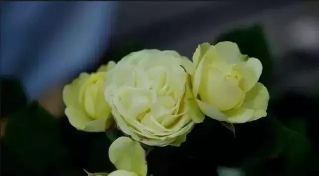 4000种不一样的玫瑰品种大全,100种玫瑰品种图鉴大全