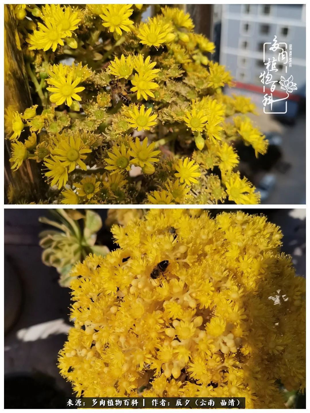 缂辩换鏃栨棊钁宠暏鐢熼,缂辩换鏃栨棊钁宠暏鐢熼鍑哄