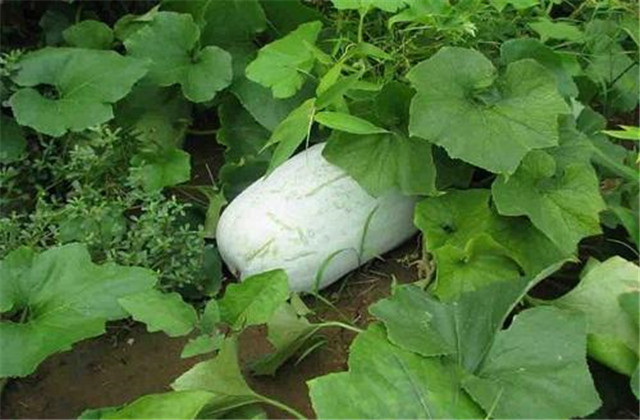 露地冬瓜催芽方法,露地冬瓜整枝管理技术