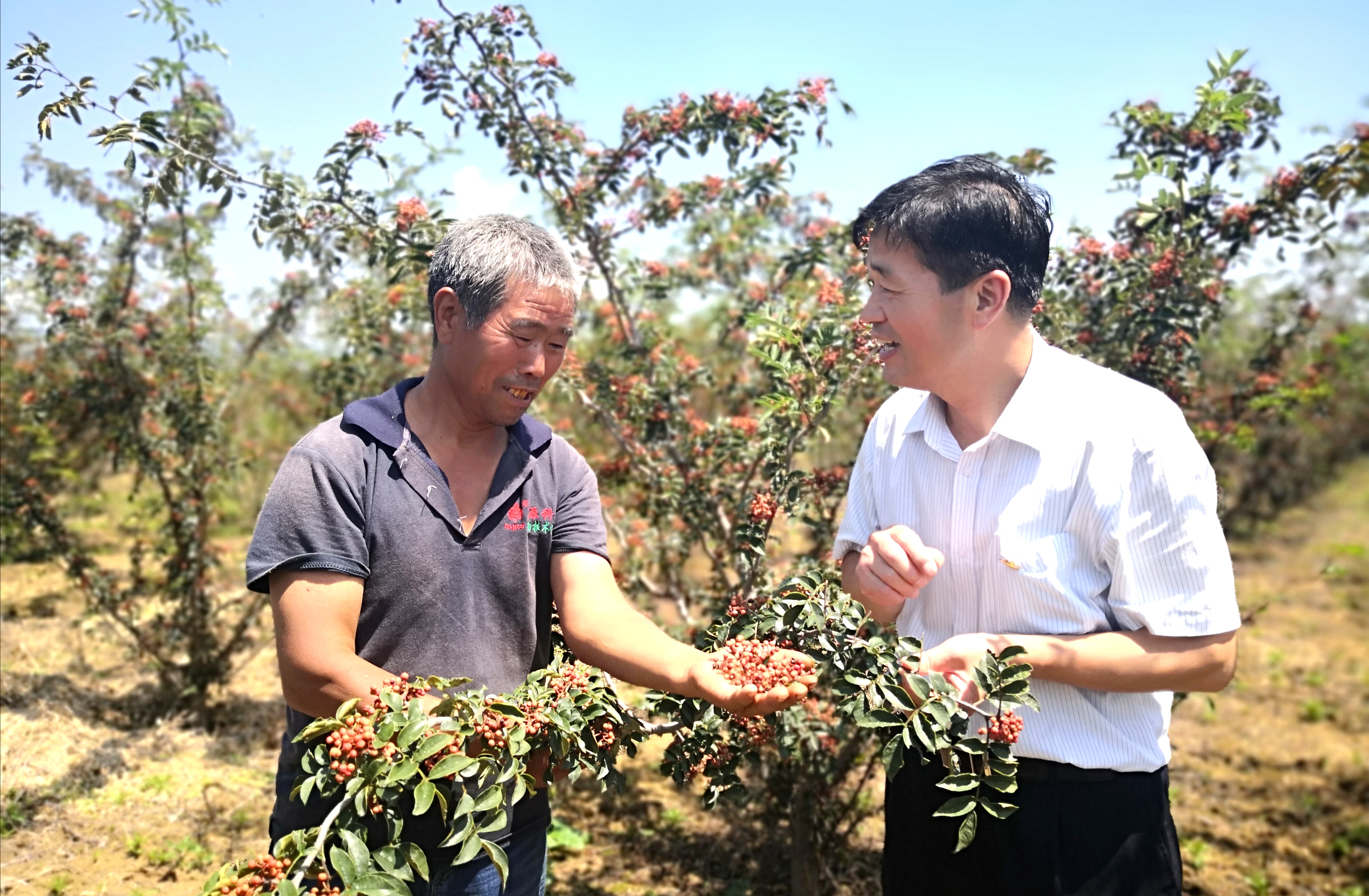 柿子为什么有黄色跟红色,柿子怎么才能红