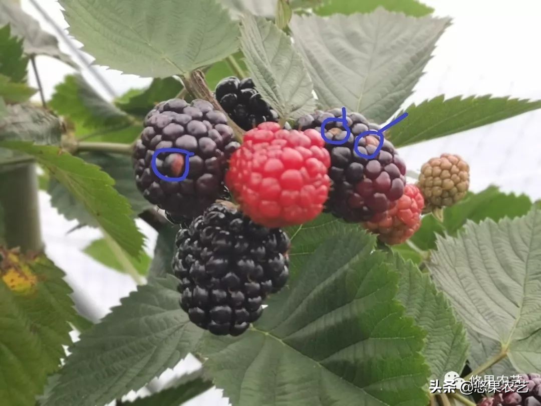 悠果观点：为什么我不看好舟山种树莓