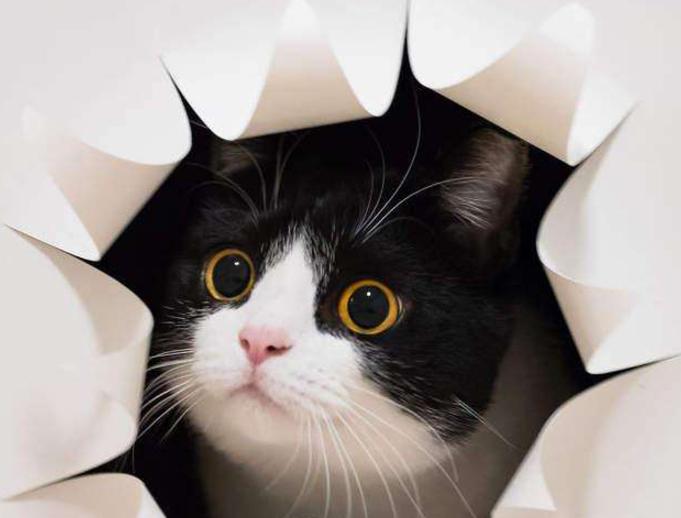 动漫猫和老鼠最强的人物排名,设定最离谱的动漫猫和老鼠