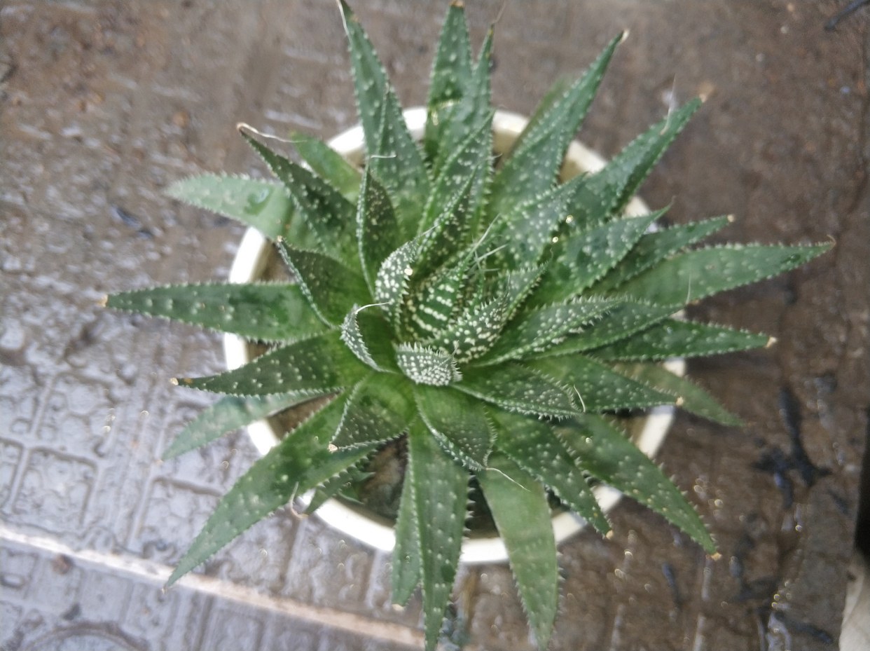 条纹十二卷和十二稿有什么区别,条纹十二卷和点纹十二卷区别