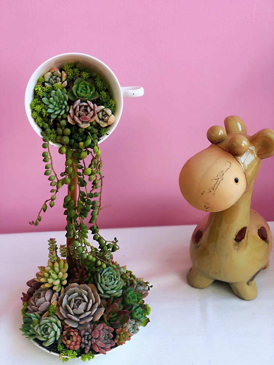 这个年销量上亿株多肉的县城，举办了首届多肉电商节