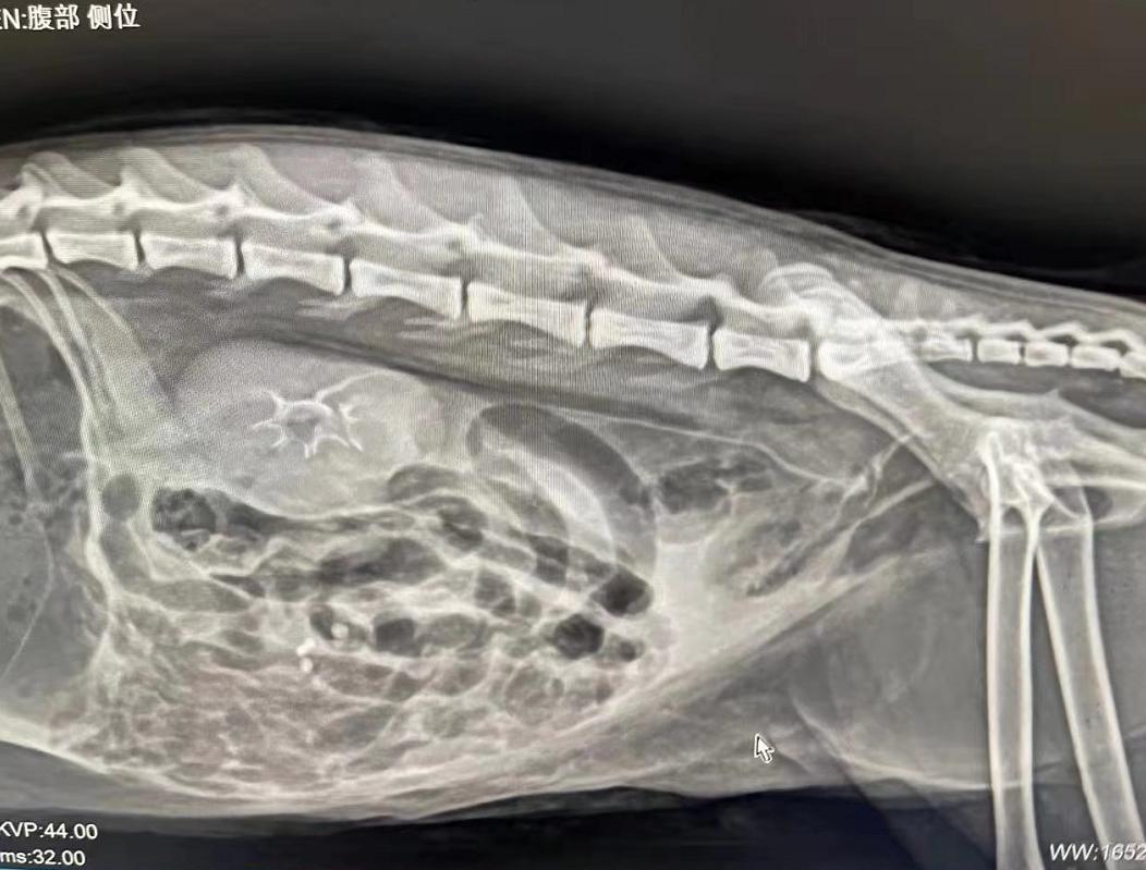 猫咪为什么绝育后还会叫,泰迪公犬做完绝育手术后还发情吗