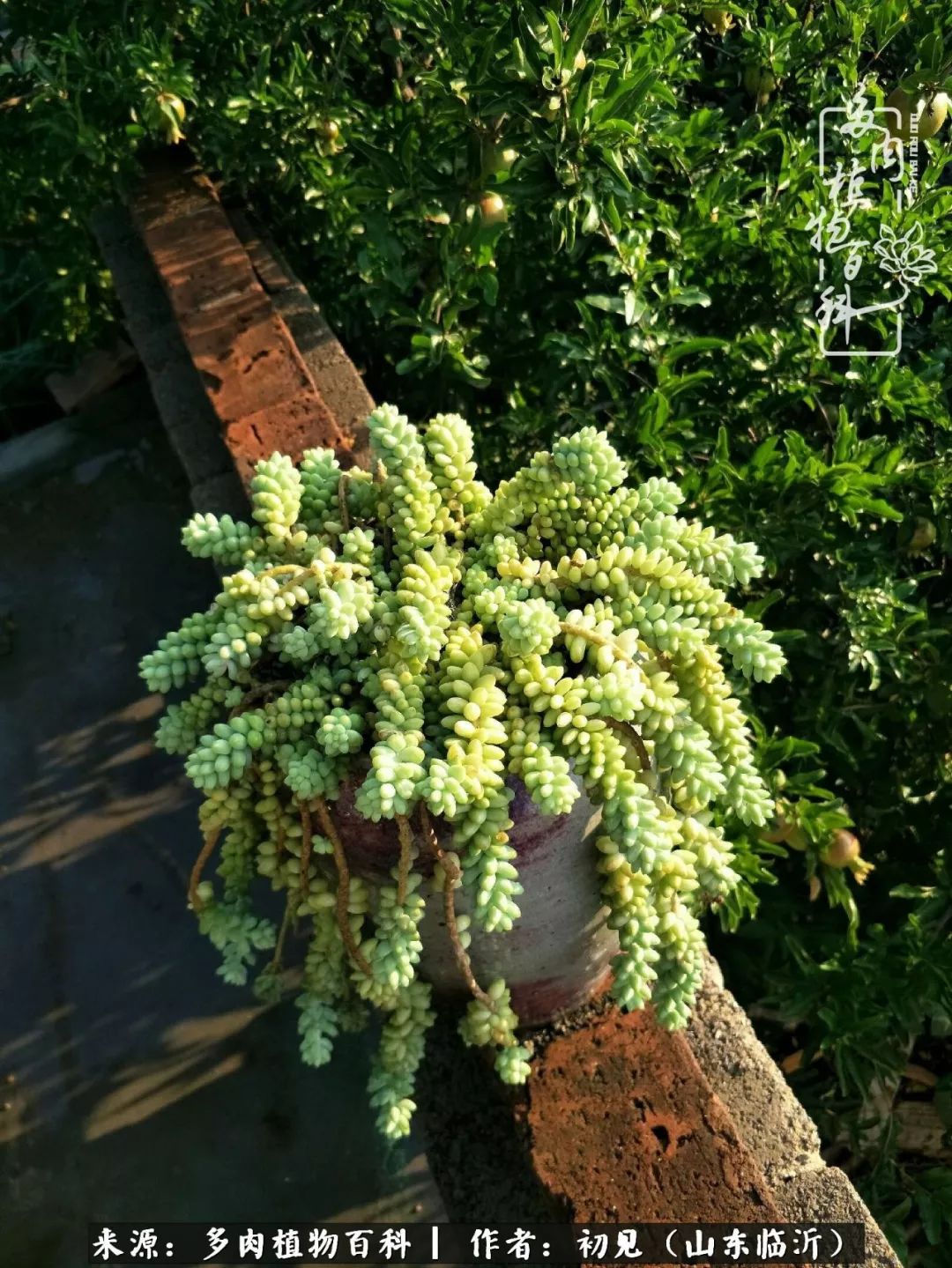 四季颜值在线的多肉,多肉的每一天