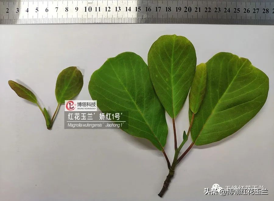 娇红一号玉兰真假识别,娇红一号玉兰和黄鸟玉兰区别