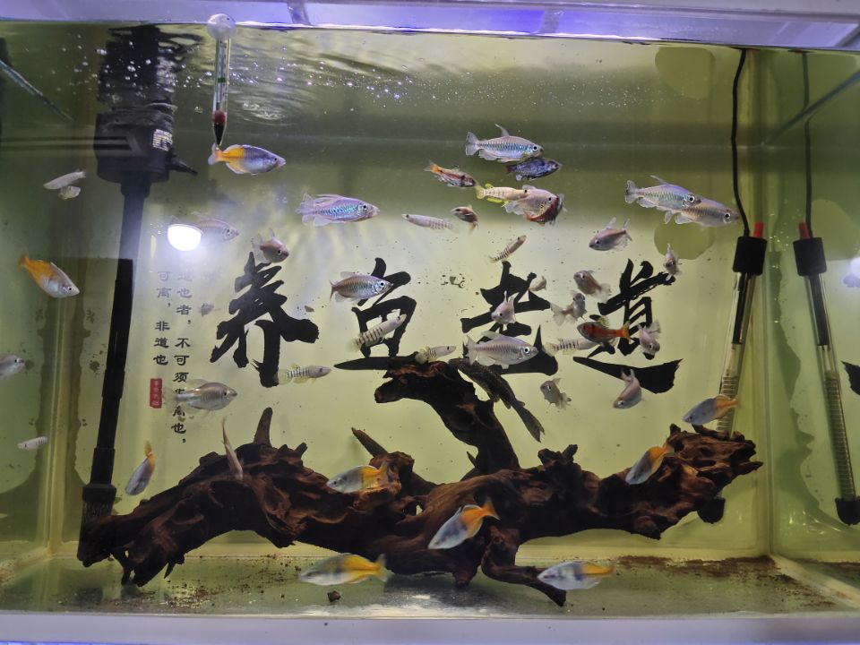 小麦穗鱼为什么老是死,小麦穗鱼能活多久