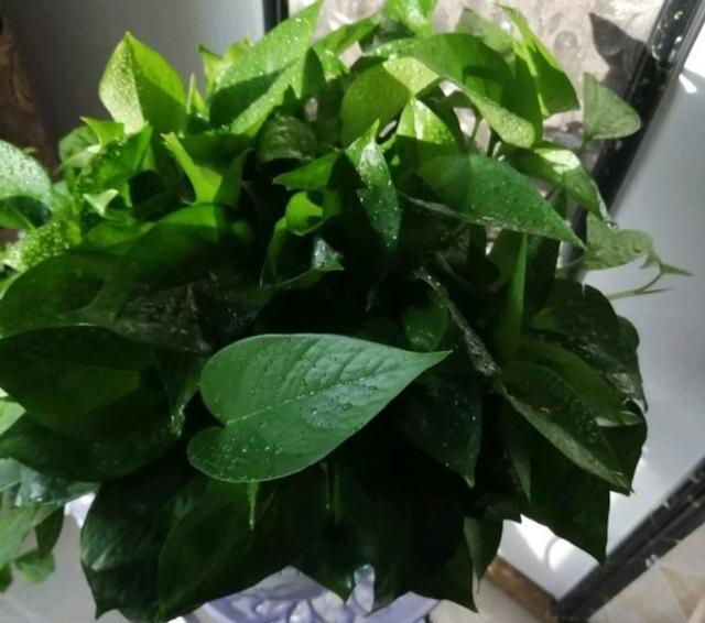 水培绿萝怎么养才能长得更旺盛,水培绿萝水培方法和注意事项