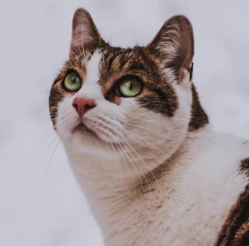 猫咪疫苗打完了会被感染吗,为什么猫咪打了疫苗会发烧