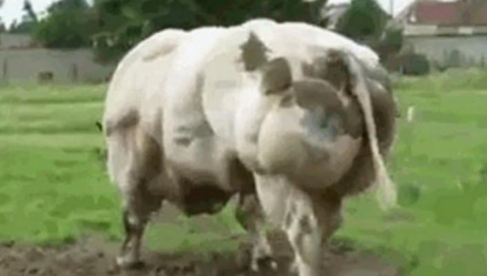 比利时肌肉牛视频大全,比利时人造肌肉牛