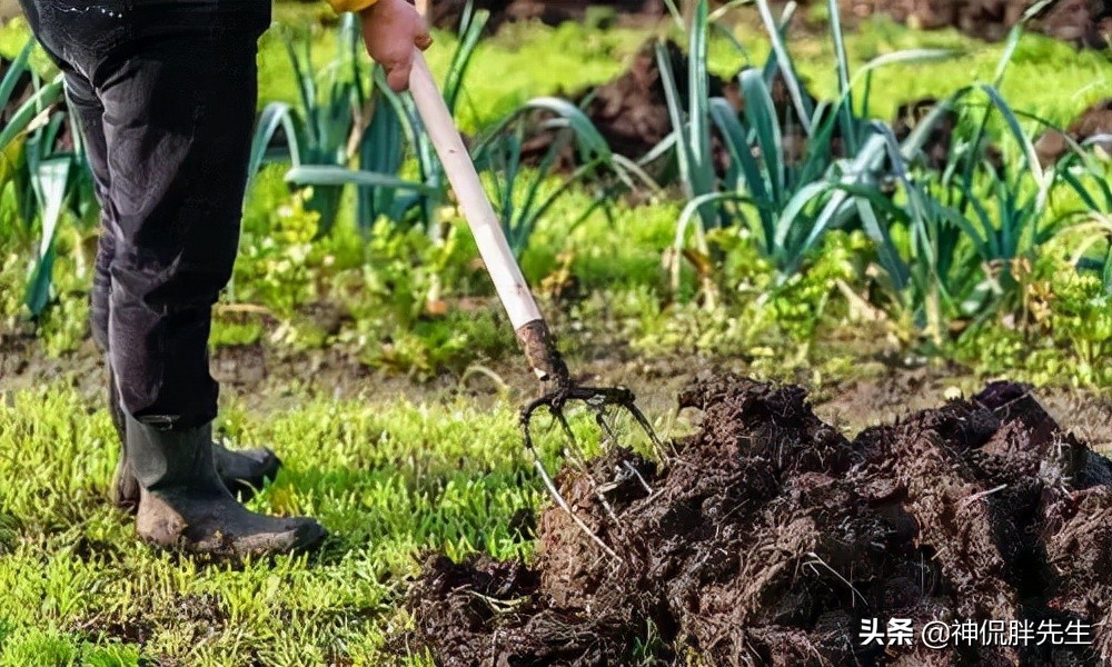 为什么韩国人看不起中国人,韩国尿素荒求助中国