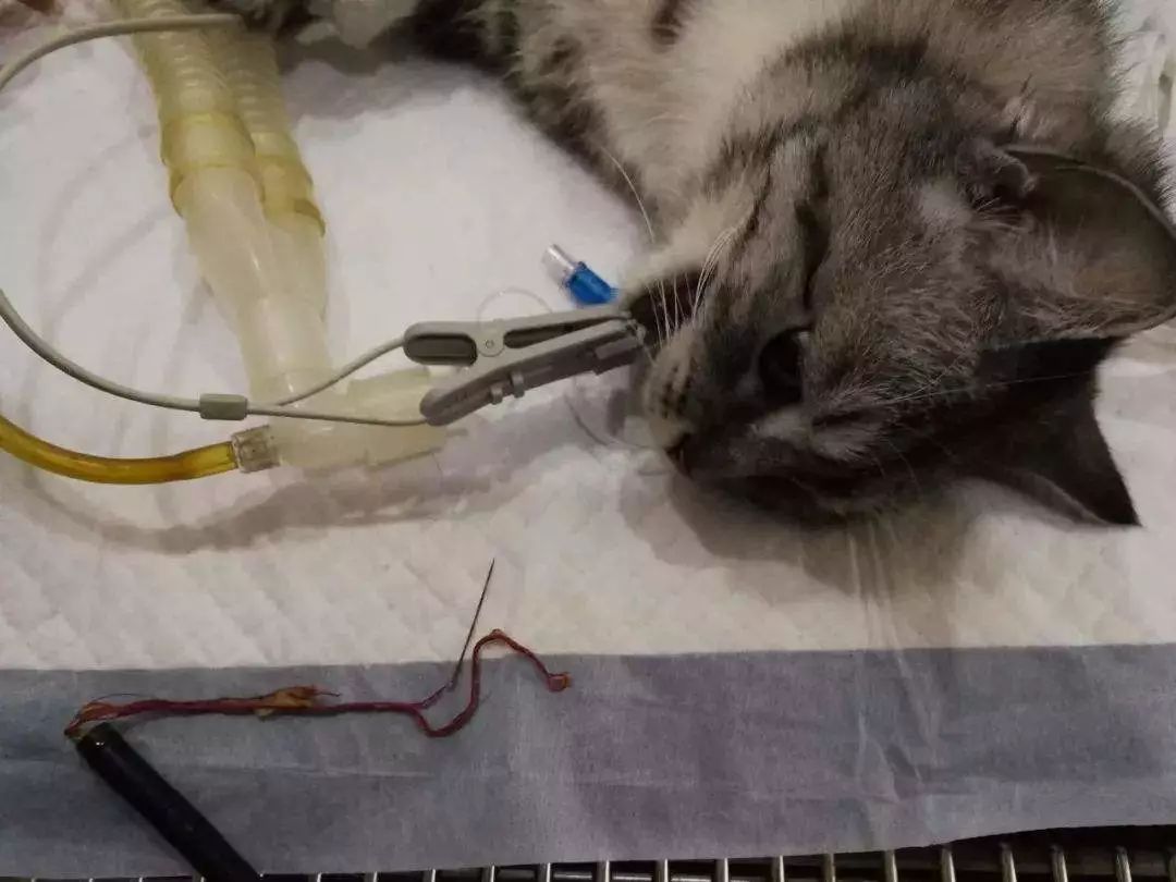 猫咪爱吃虫子该怎么办,猫咪爱吃虾怎么办呀