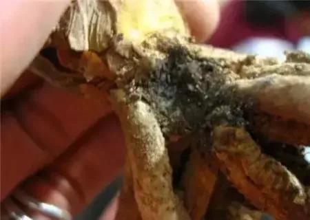 君子兰怎么移盆容易成活率高,君子兰多株在一起还是分株长得快