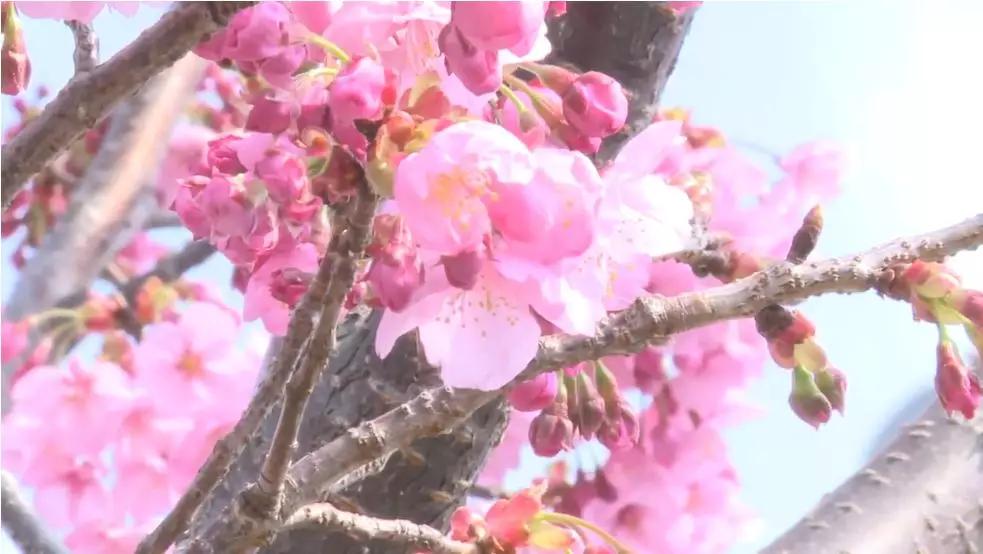 8年不许用手机不许恋爱,他痛骂过的60个光头后来都成了日本大师