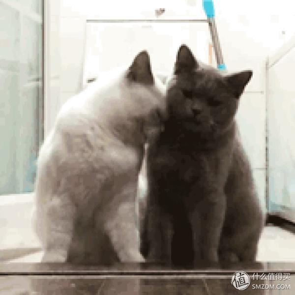 白天不在家猫喂食怎么办,白天不在家猫怎么养