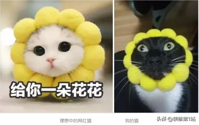 养猫咪怎么样才可以当铲屎官,新手养猫如何布置猫咪的房间