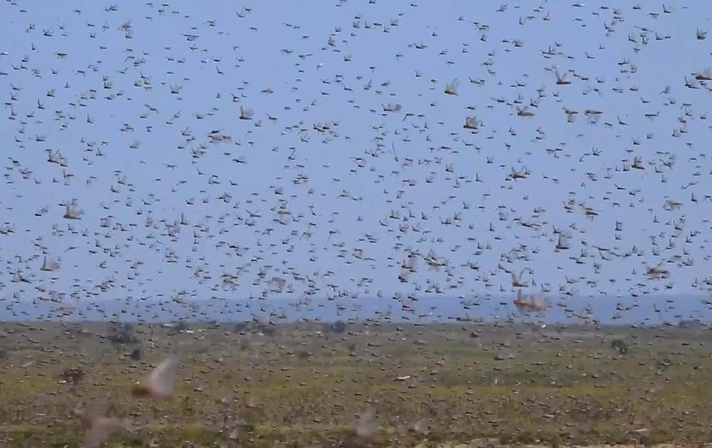 东非蝗虫为何能飞过红海,东非蝗灾的蝗虫最后跑哪里去了