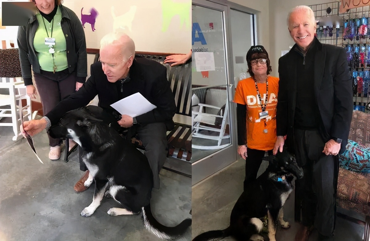 美国是流浪狗的天堂也是地狱，拜登及时救了狗狗，靠它赢得好感？