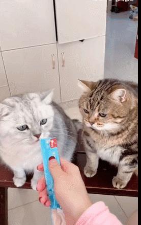 猫咪界干饭王,喵界干饭王