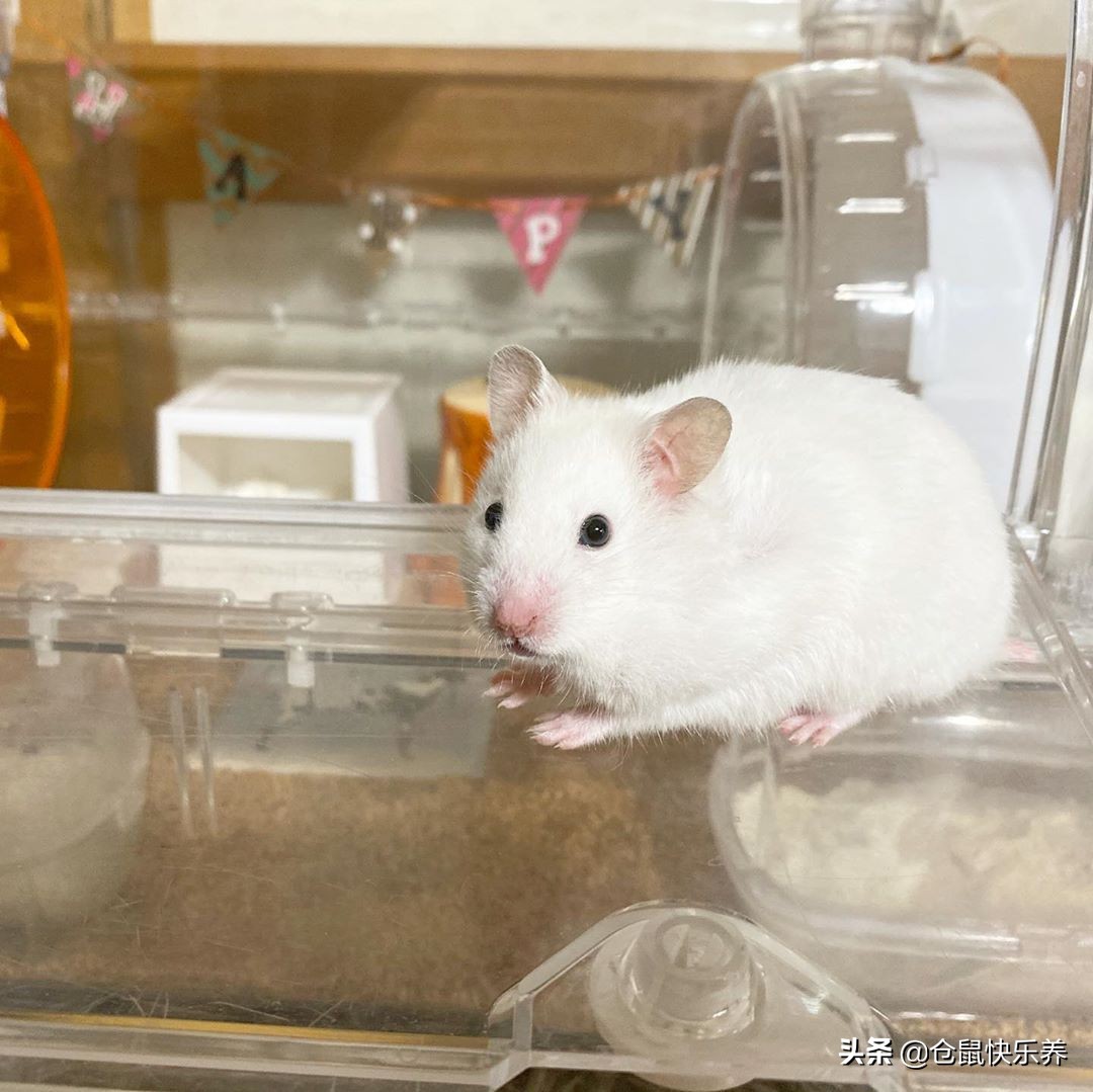 仓鼠离家出走的素材,仓鼠离家出走