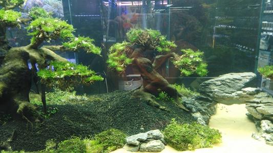 水族缸的乐趣,水草缸动物的日常生活