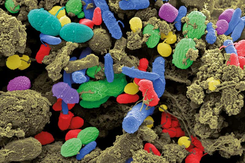 成人和儿童的肠道菌群有什么区别,儿童肠道菌群如何影响大脑发育