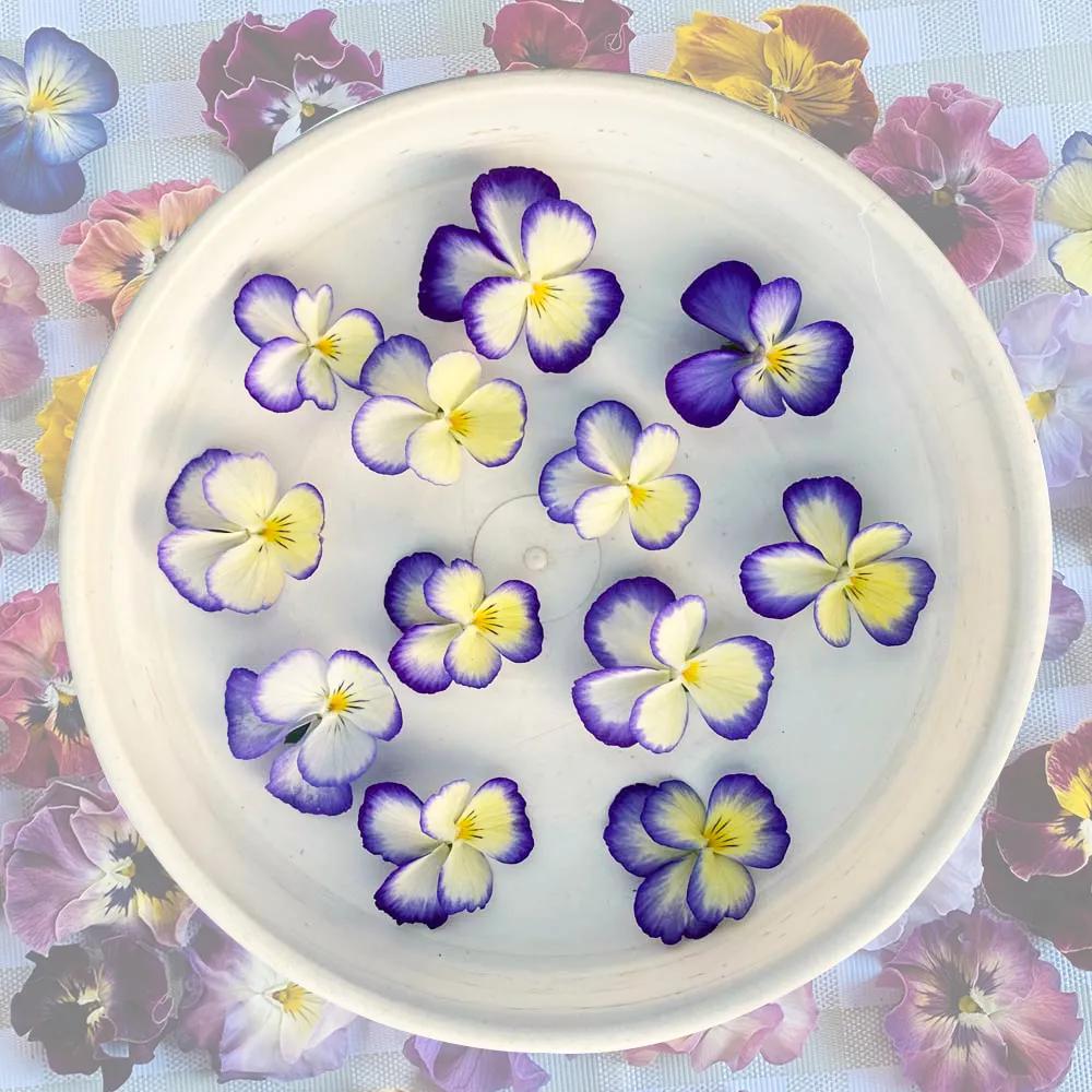 角堇和皱边角堇哪个花大,皱边角堇和穗边角堇的区别