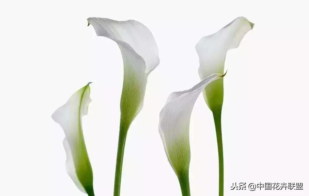 100种鲜花的花语樱花,100种不同花的花语