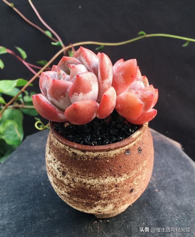 免费阅读：《慢生活·轻阅读》1867期