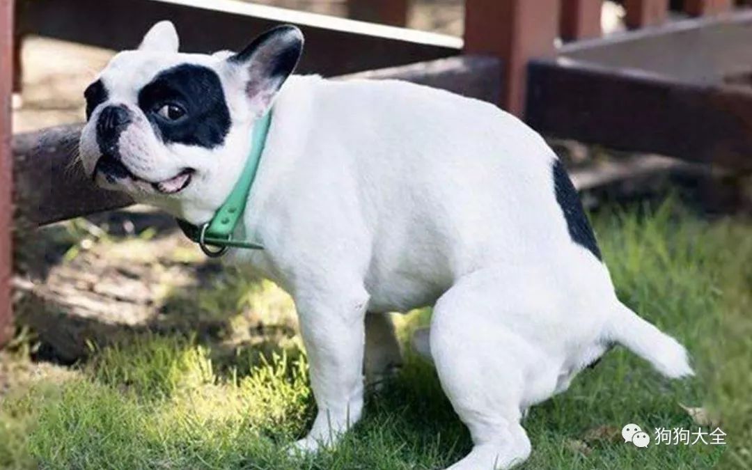 多大训练狗狗不乱拉屎乱拉尿,怎么训练狗狗去厕所拉屎拉尿呢