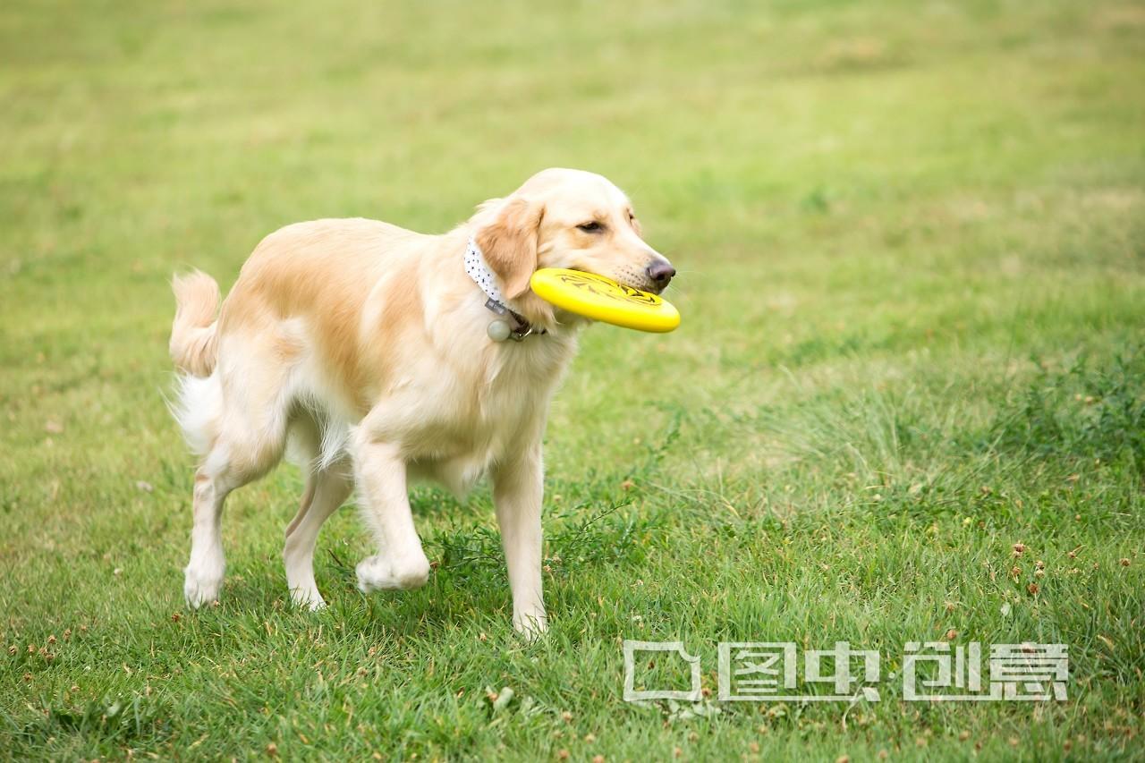 怎么给狗狗洗脚最方便,遛狗回来需要给狗狗洗脚吗