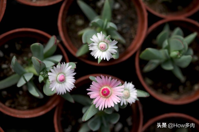 多肉植物鹿角梅的图片,敦实的多肉