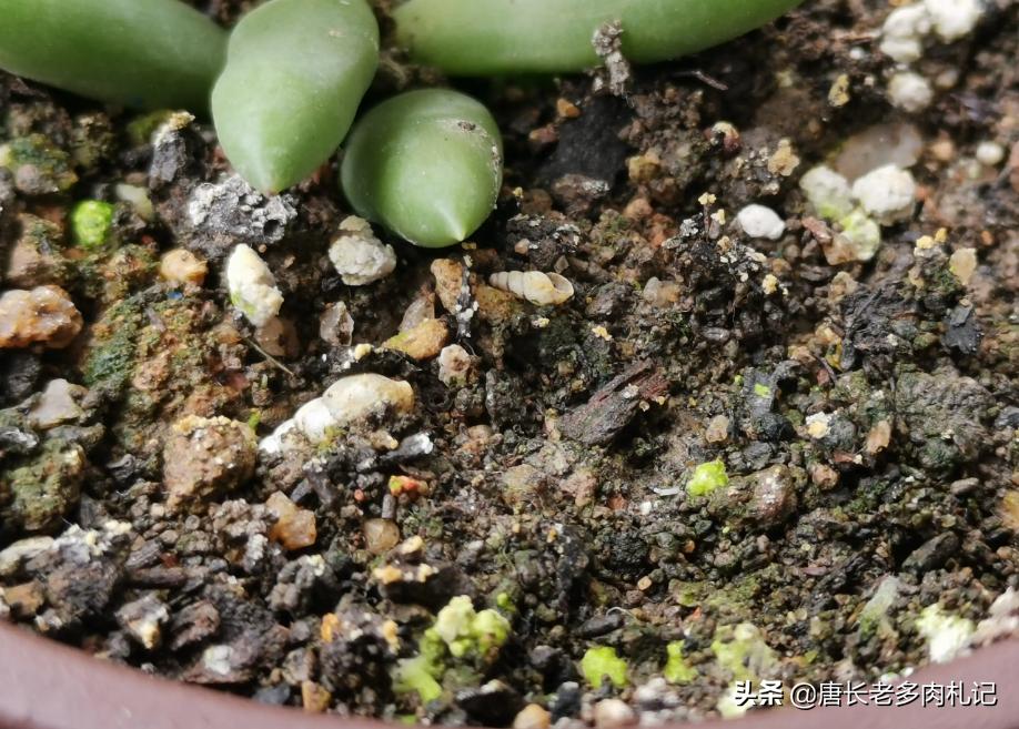 夏季花盆怎么防止太阳晒热,阳台花盆土壤潮湿用风扇吹有用吗