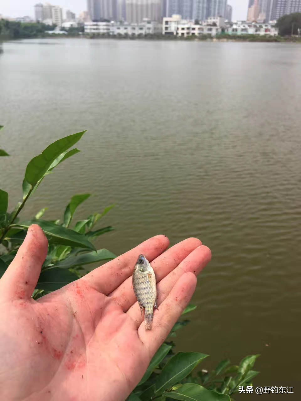 鱼竿和我的匆匆那年