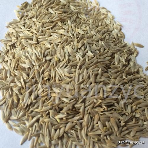 生菜种植小技巧,轻松提高发芽率,叶大不抽薹