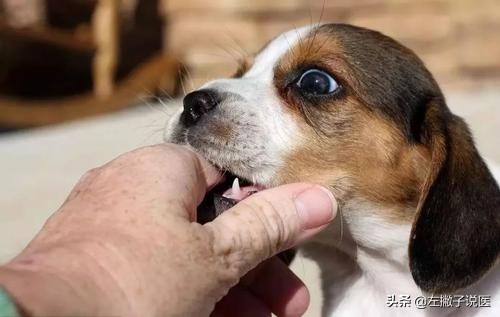 被狗狗咬了要打疫苗吗,被狗狗咬了一定要去打针吗