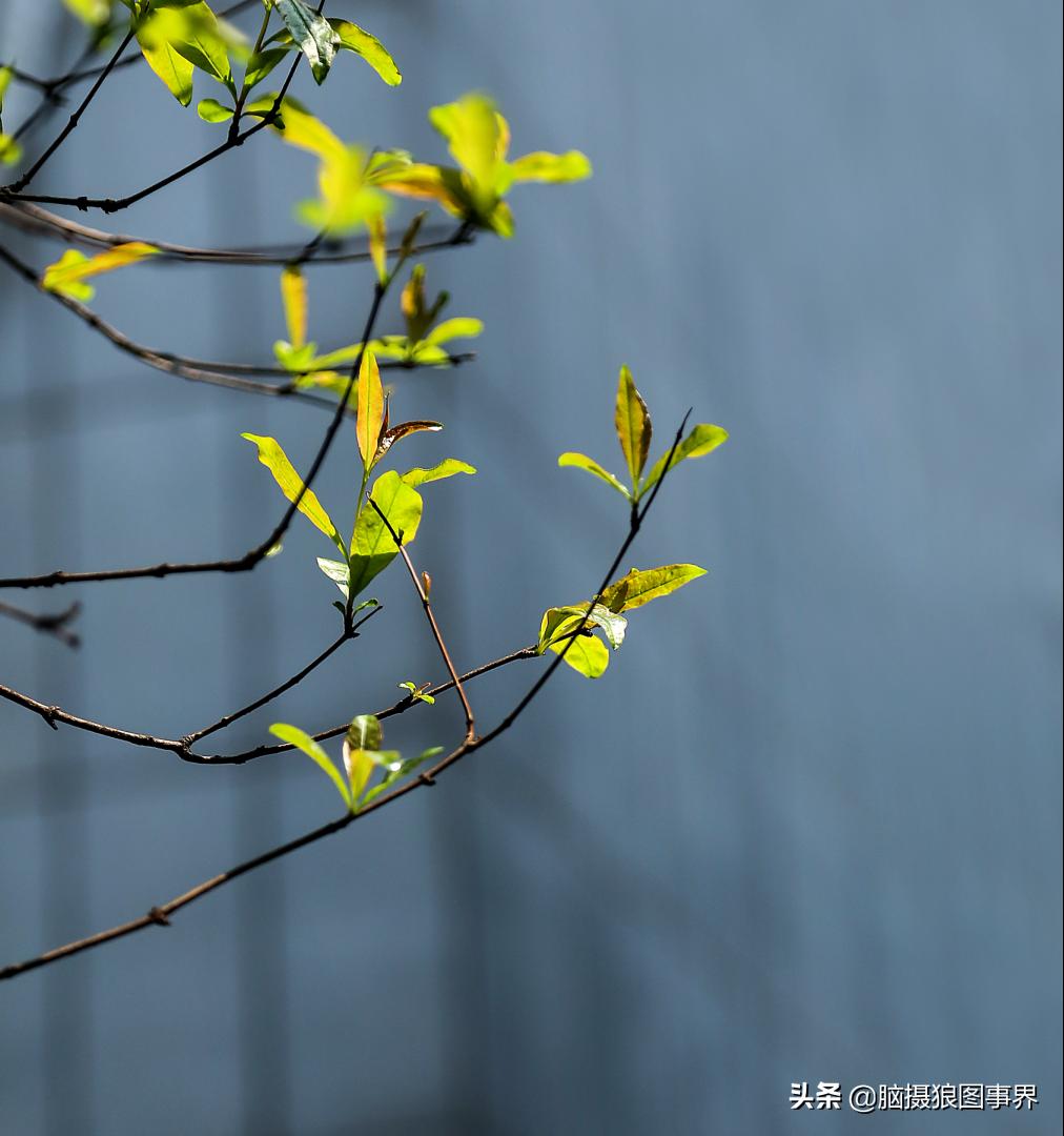 春天拍摄的绿叶怎么拍,春天的花朵怎么拍摄照片