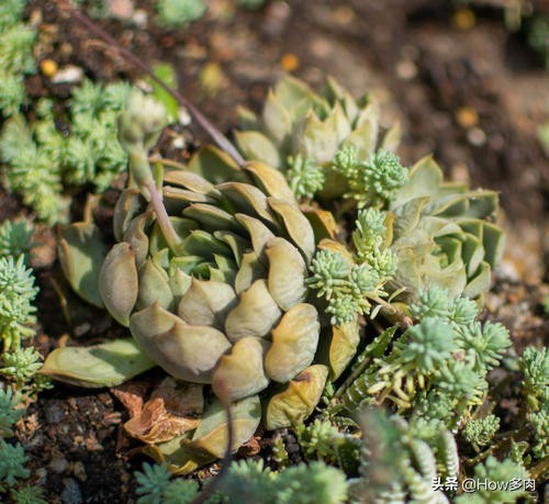 多肉长高叶片分散怎么处理,多肉植物茎杆萎缩处理