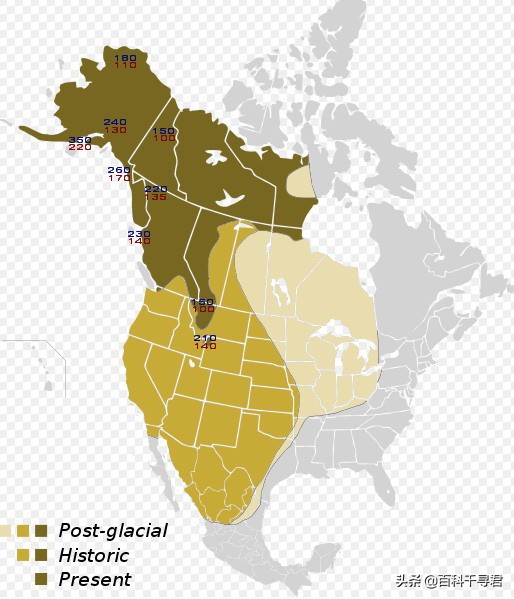 棕熊vs北极熊哪个厉害,北极熊vs棕熊一只棕熊得了白化病