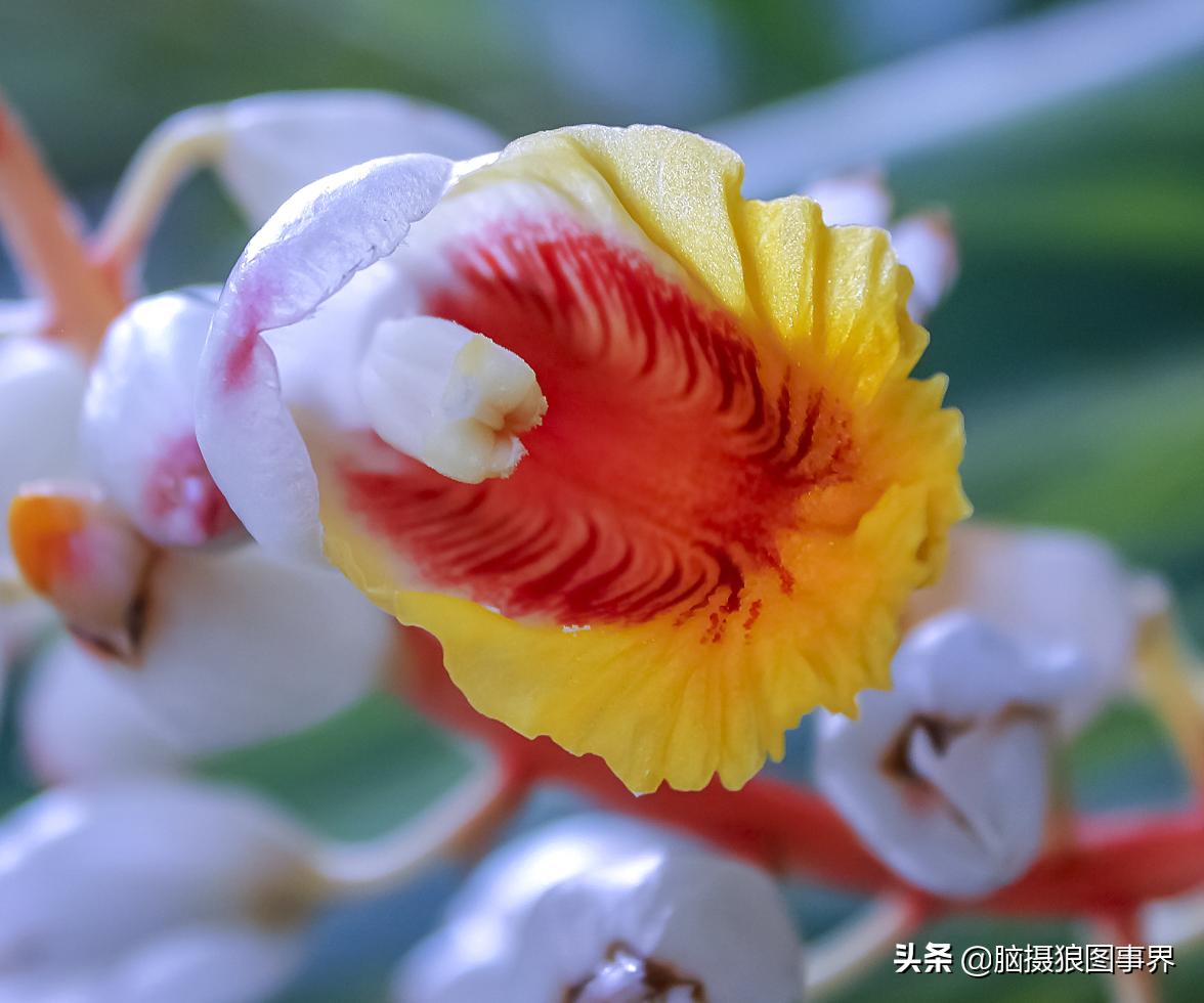 佳能18-55mm镜头，能拍出浅景深的花卉照片吗？如何拍摄？