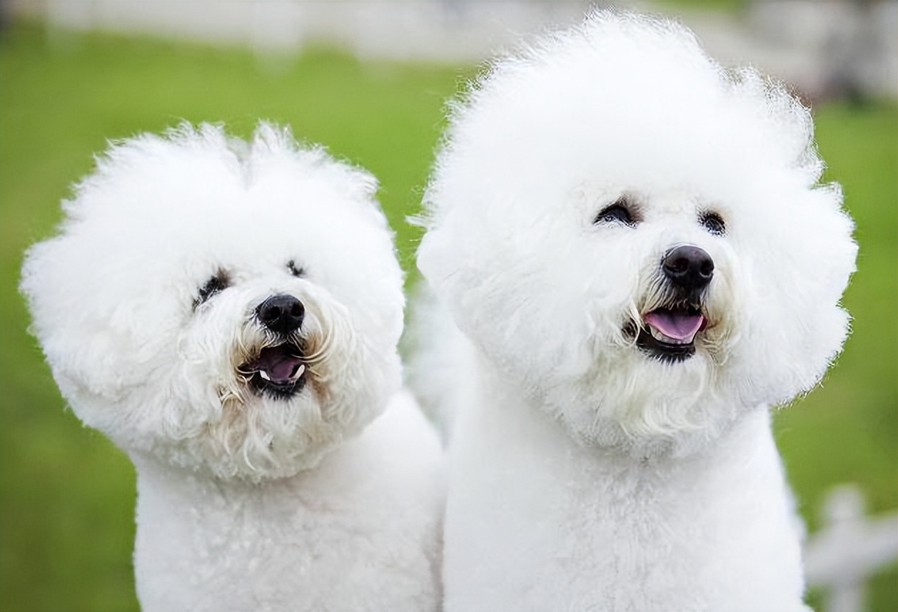 建议养宠物狗吗,养比熊犬应该养哪种体型