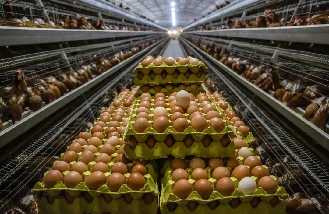 春节回家，我潜进了村里最活跃的组织